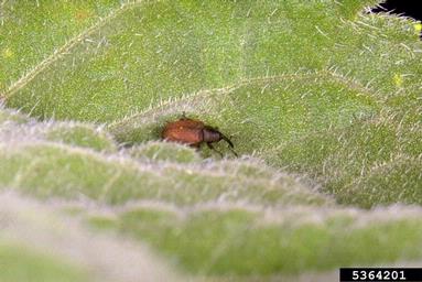 red sunflower seed weevil (Smicronyx fulvus ) on common sunflower (Helianthus annuus ) - 5364201