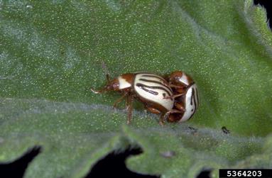 sunflower beetle, Zygogramma exclamationis  (Coleoptera: Chrysomelidae) - 5364203