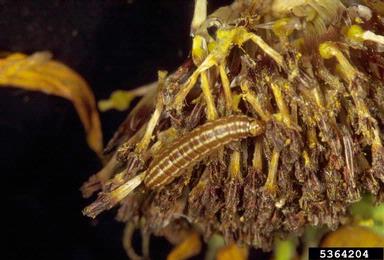 sunflower moth (Homoeosoma electellum ) on common sunflower (Helianthus annuus ) - 5364204