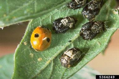 convergent lady beetle, Hippodamia convergens  (Coleoptera: Coccinellidae) - 5364249