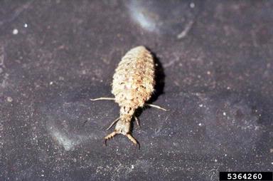common antlions, Brachynemurus spp.  (Neuroptera: Myrmeleontidae) - 5364260