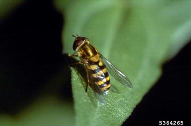 syrphid or flower flies,    (Diptera: Syrphidae) - 5364265