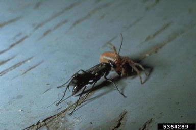 spider wasp (Agenioideus humilis ) on spiders (  ) - 5364289