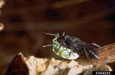 Sphecid wasp (Astata occidentalis ) on stink bugs (  ) - 5364293