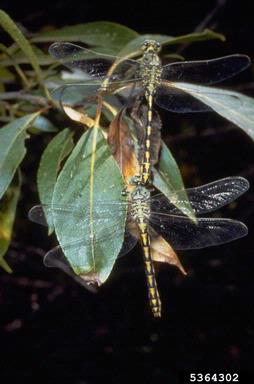 Clubtail dragonflies,    (Odonata: Gomphidae) - 5364302