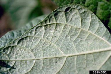 spider mites (  ) on common bean (Phaseolus vulgaris ) - 5364351