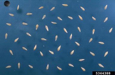 lettuce, Lactuca sativa  (Asterales: Asteraceae) - 5364388