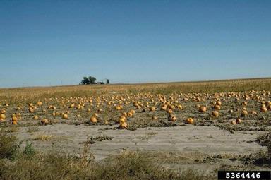 squashes (general), Cucurbita pepo  (Violales: Cucurbitaceae) - 5364446
