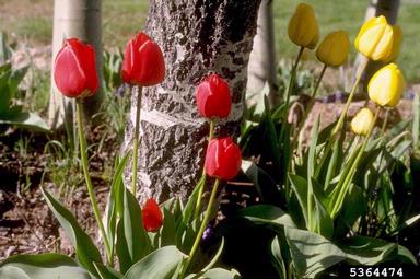 tulip, Tulipa spp.  (Liliales: Liliaceae) - 5364474