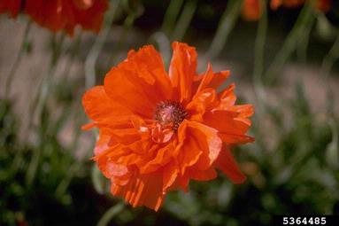 oriental poppy, Papaver orientale  (Papaverales: Papaveraceae) - 5364485