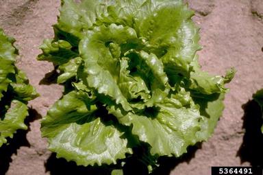 lettuce, Lactuca sativa  (Asterales: Asteraceae) - 5364491