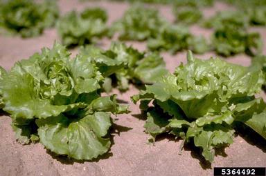 lettuce, Lactuca sativa  (Asterales: Asteraceae) - 5364492