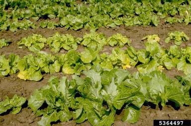 chinese cabbage, Brassica pekinensis  (Capparales: Brassicaceae) - 5364497