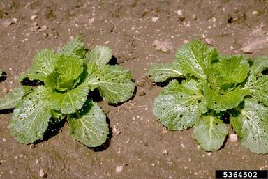 chinese cabbage, Brassica pekinensis  (Capparales: Brassicaceae) - 5364502