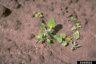 lambsquarters, Chenopodium album  (Caryophyllales: Chenopodiaceae) - 5364522
