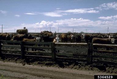 cattle, Bos spp.  (Artiodactyla: Bovidae) - 5364529