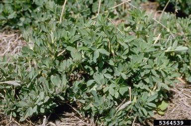 alfalfa, Medicago sativa  (Fabales: Fabaceae (Leguminosae)) - 5364539