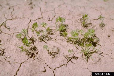 carrot, Daucus carota ssp. sativus (Apiales: Apiaceae) - 5364546