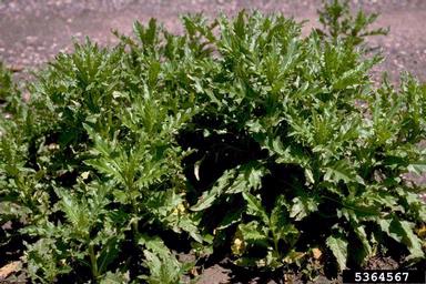 musk thistle, Carduus nutans  (Asterales: Asteraceae) - 5364567