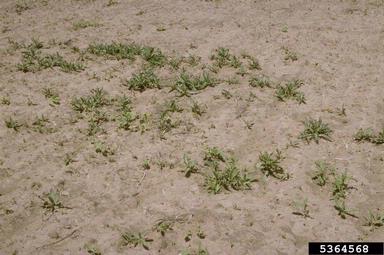 musk thistle, Carduus nutans  (Asterales: Asteraceae) - 5364568