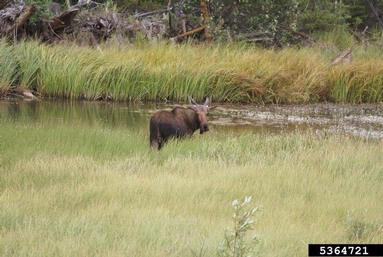 moose, Alces alces  (Artiodactyla: Cervidae) - 5364721
