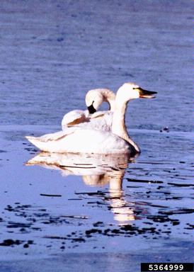 tundra swan, Cygnus columbianus  (Anseriformes: Anatidae) - 5364999