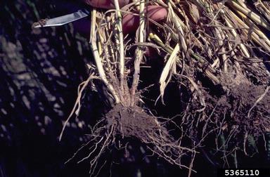 common wheat, Triticum aestivum  (Cyperales: Poaceae) - 5365110