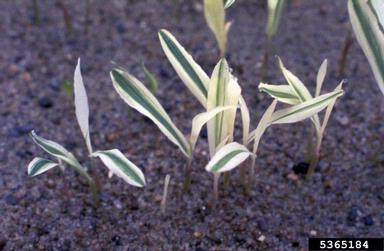 genetic abnormalities (  ) on corn (Zea mays ) - 5365184