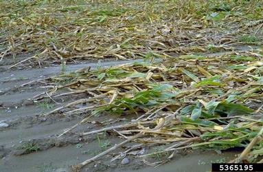 wind (  ) on corn (Zea mays ) - 5365195
