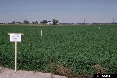 alfalfa, Medicago sativa  (Fabales: Fabaceae (Leguminosae)) - 5365243