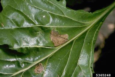 bacterial blight (Pseudomonas syringae pv. aptata) on common beet (Beta vulgaris ) - 5365248
