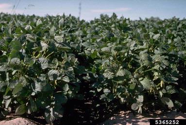 soybean, Glycine max  (Fabales: Fabaceae (Leguminosae)) - 5365252