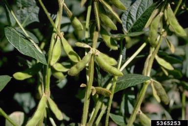 soybean, Glycine max  (Fabales: Fabaceae (Leguminosae)) - 5365253
