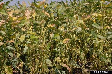 soybean, Glycine max  (Fabales: Fabaceae (Leguminosae)) - 5365254