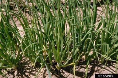 garden onion, Allium cepa  (Liliales: Liliaceae) - 5365289