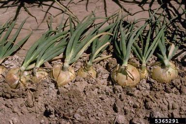 garden onion, Allium cepa  (Liliales: Liliaceae) - 5365291