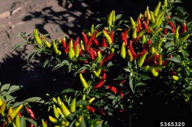 pepper, Capsicum spp.  (Solanales: Solanaceae) - 5365320
