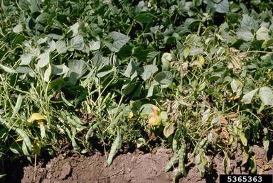 Fusarium wilt (Fusarium oxysporum f.sp. phaseoli) on common bean (Phaseolus vulgaris ) - 5365363