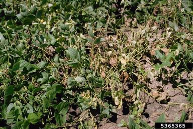 Fusarium wilt (Fusarium oxysporum f.sp. phaseoli) on common bean (Phaseolus vulgaris ) - 5365365