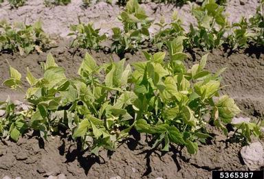 iron deficiency (  ) on common bean (Phaseolus vulgaris ) - 5365387