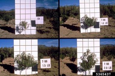 peach, Prunus persica  (Rosales: Rosaceae) - 5365437