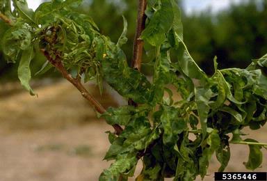 Peach Mosaic Virus (Trichovirus PcMV ) on peach (Prunus persica ) - 5365446