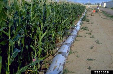 corn, Zea mays  (Cyperales: Poaceae) - 5365518