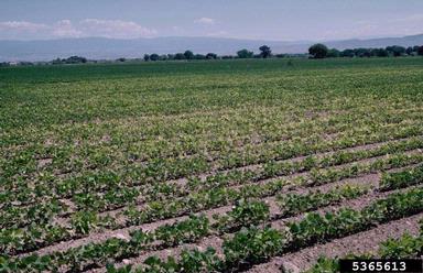 high soluble salts (  ) on common bean (Phaseolus vulgaris ) - 5365613