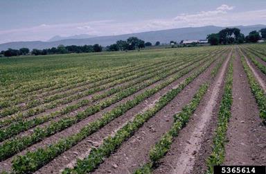 high soluble salts (  ) on common bean (Phaseolus vulgaris ) - 5365614