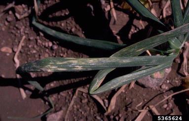 Iris Yellow Spot Virus (Tospovirus IYSV ) on garden onion (Allium cepa ) - 5365624