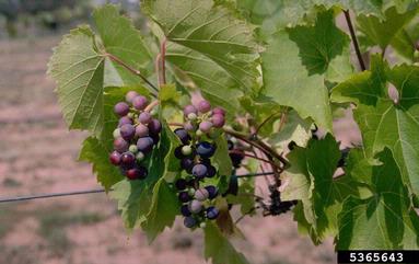 wine grape, Vitis vinifera  (Rhamnales: Vitaceae) - 5365643