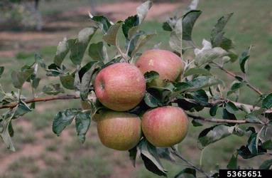 apple, Malus domestica  (Rosales: Rosaceae) - 5365651