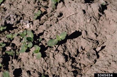 soybean, Glycine max  (Fabales: Fabaceae (Leguminosae)) - 5365654