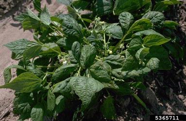 Bean Common Mosaic Virus (Potyvirus BCMV ) on common bean (Phaseolus vulgaris ) - 5365711